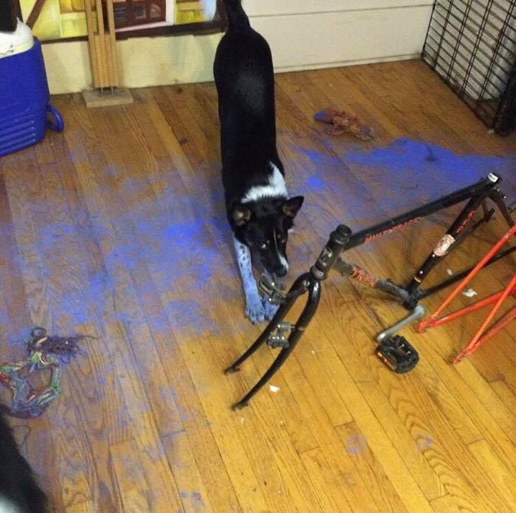 Naughty pet